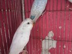budgerigar For Sale