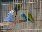 Budgerigar