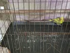 Budgerigar for Sell