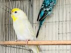 Budgerigar for sell