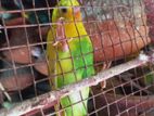 budgerigar for sell