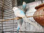 Budgerigar Full adault