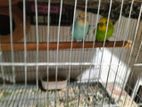 Budgerigar full fresh