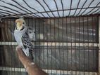 Budgerigar Gray JP Female