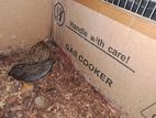 Budgerigar king quail comboo