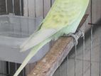 Budgerigar male full adult