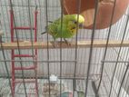 budgerigar only male