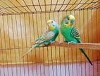 Budgerigar