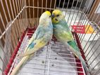 Budgerigar Pair