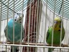 Budgerigar pair