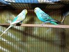 Budgerigar Pair