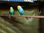 Budgerigar Pair