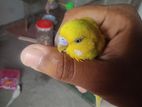 budgerigar pair full adult