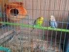 Budgerigar Pair sell.(without cage)
