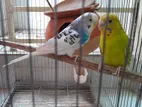 Budgerigar Pair with Cage