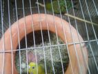 Budgerigar pakhi