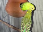 Budgerigar Pakhi