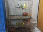 Budgerigar Pakhi Sell
