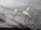 Budgerigar Pakhi with Khacha (বাজিগর পাখি খাঁচা সহ )