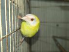 Budgerigar, parrot finch and zebra for sell