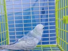 Budgerigar Running