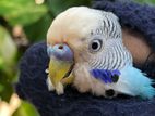 Budgerigar running male for sale