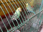 Budgerigar Running Pair