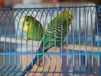 Budgerigar (Running Pair)