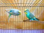 Budgerigar Running Pair