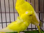 Budgerigar running pair