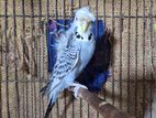 budgerigar running pair