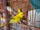 Budgerigar running pair