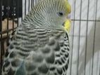 Budgerigar Sell Full Active And Healthy