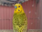 Budgerigar ( Single Running Male)