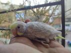 Budgerigar tam size baby 2 pis