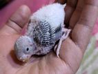 Budgerigar Tame Size Baby
