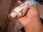 budgerigar tame size baby
