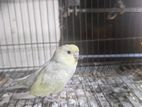 Budgerigar Tame Size Baby