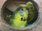 Budgerigar (tcb) Ms Pair