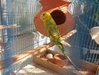 Budgerigar with small cage