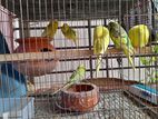 Budgerigars for sale