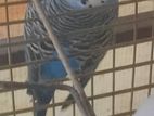 budgerigars pair budgie pet birds colourful