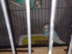 Budgerigor Master Pair