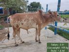 budget friendly qurbani cow