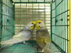 Budgi 2 Pair(rainbow)
