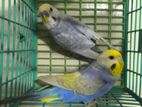 Budgi 2 Pair(rainbow)