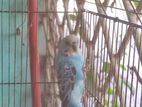 Budgie Adult Male available