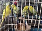 Budgie Adult Pair