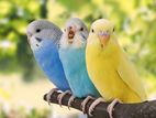 Budgie ( Adults )