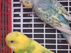 Budgie বাজরিগার Budgerigars ডিম সহ